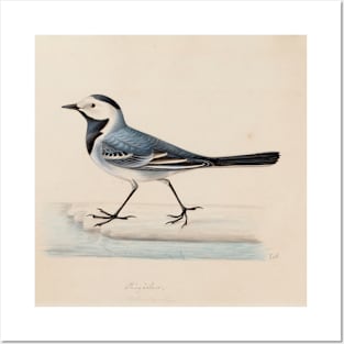 White Wagtail by Ferdinand von Wright Posters and Art